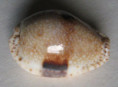 /products/cypraea-nucleus-gemmosa-perry-1811/